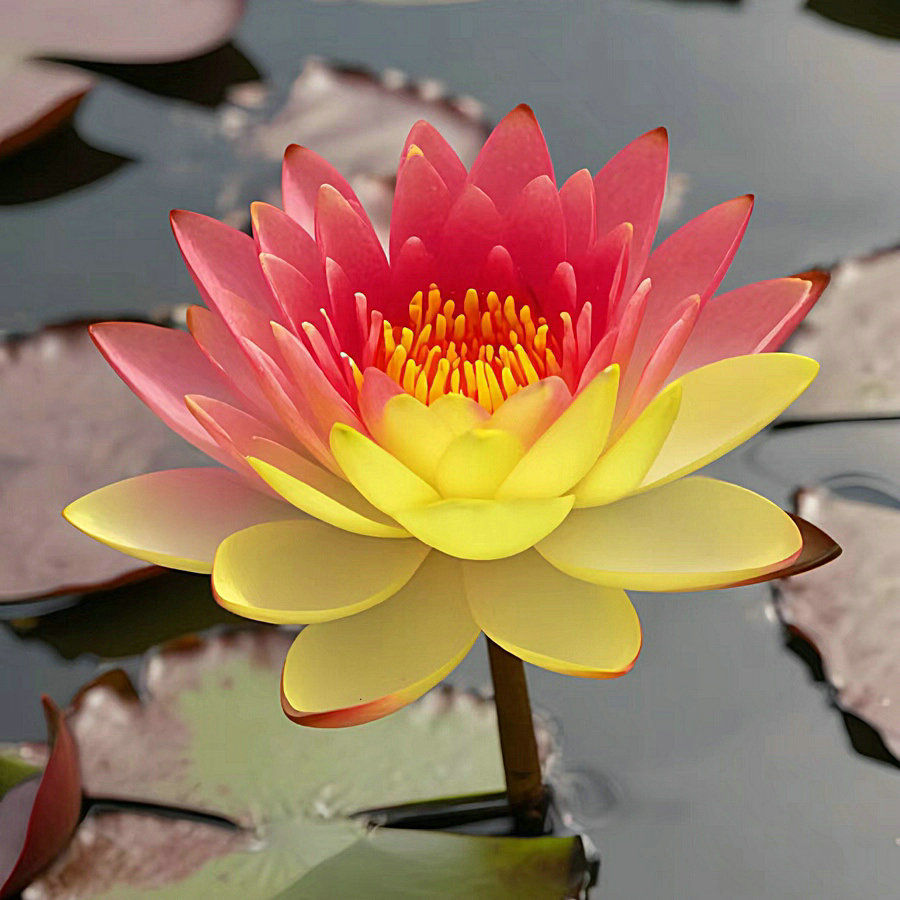 Water Lily Bulbs