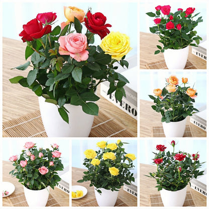 Beautiful Mini Rose Seeds