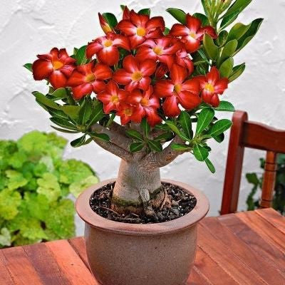 Desert Rose🌹- Multiple Varieties🌈 Heat-Resistant✨