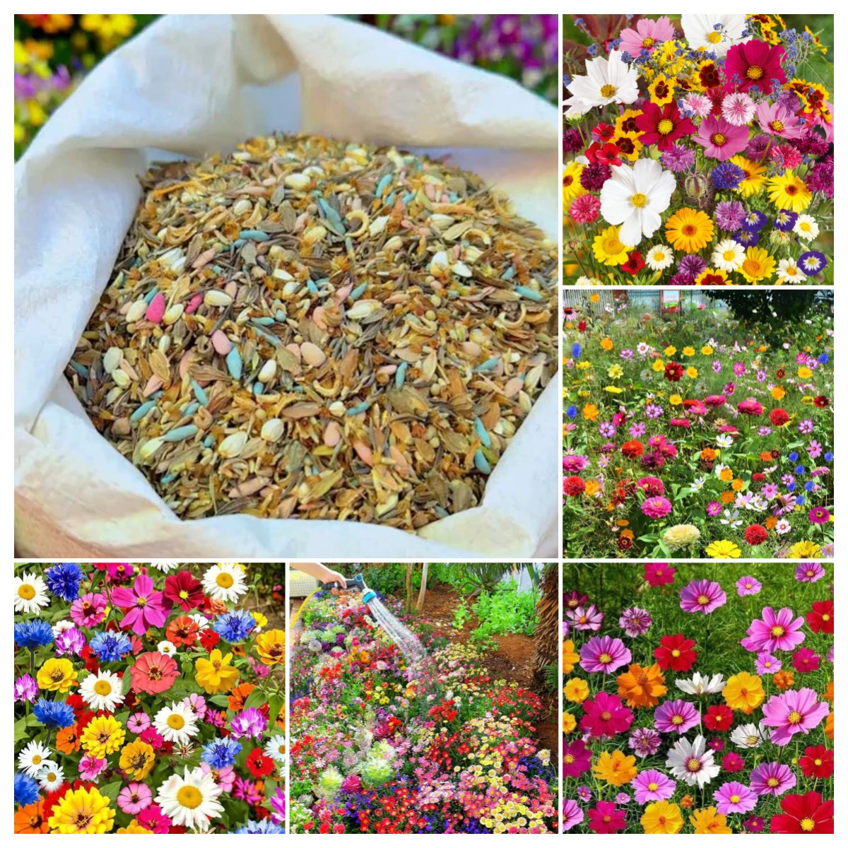 Mixed Perennial Wild Flowers Seeds