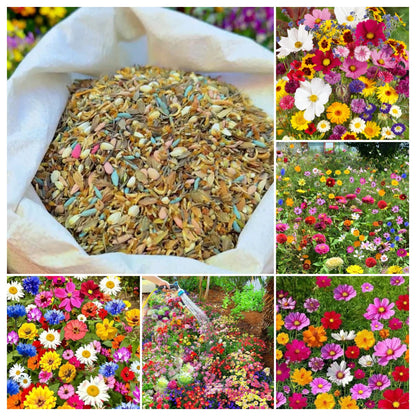 Mixed Perennial Wild Flowers Seeds