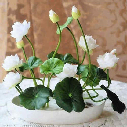 💖💖 The Premium Bonsai Lotus Flower Seeds - Non-GMO Heirloom Water Garden Plant