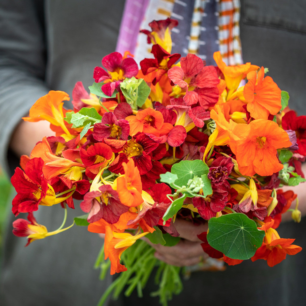 Nasturtium Seeds– Decor Flower for Salads & Garden Color🌼
