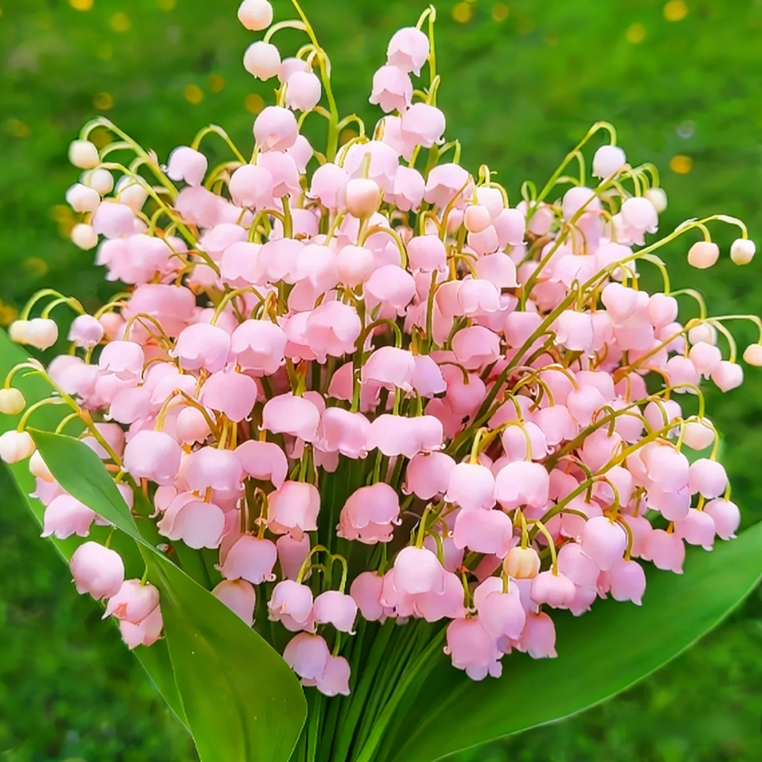 Lily of the Valley Brings Good Luck, Happiness & Purity 🌸