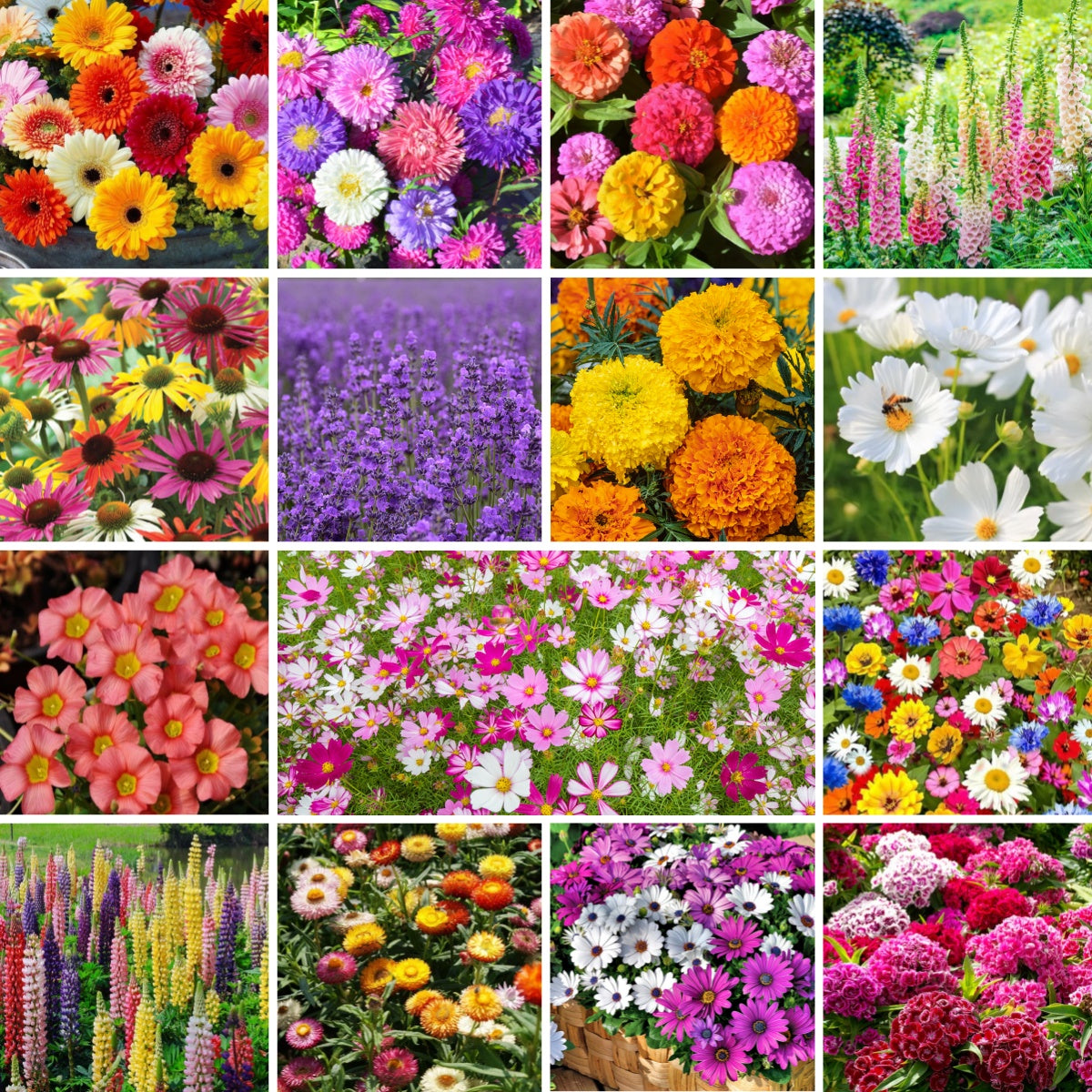 Mixed Perennial Wild Flowers Seeds