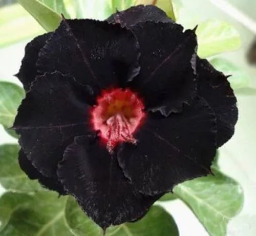 🌵🌹 Dive into Desert Beauty: Desert Rose Seeds for Your Tranquil Haven!-Various Colors🌱Long Flowering Period 🏜️🌺