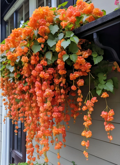 Weeping Begonia – A Cascading Floral Beauty 🌸✨