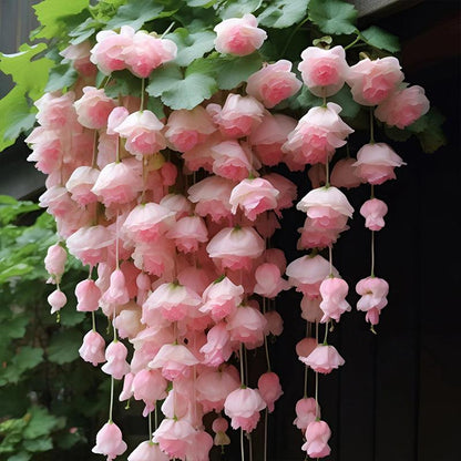 Weeping Begonia – A Cascading Floral Beauty 🌸✨