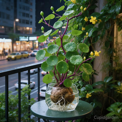 🎈🪴Red rattan Stephania Erecta Bulbs: The strongest houseplant for lazy people☘️