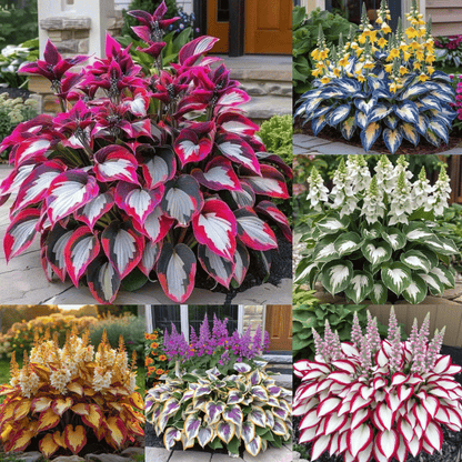 🌿 Midnight Blue Hosta Bulbs – Rare Deep-Toned Foliage for Shady Garden Spaces