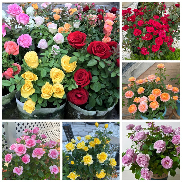 Beautiful Mini Rose Seeds