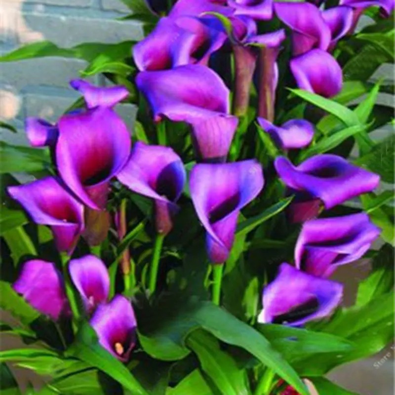 🌸Grow Your Own Calla Lilies — Easy, Elegant, Rewarding