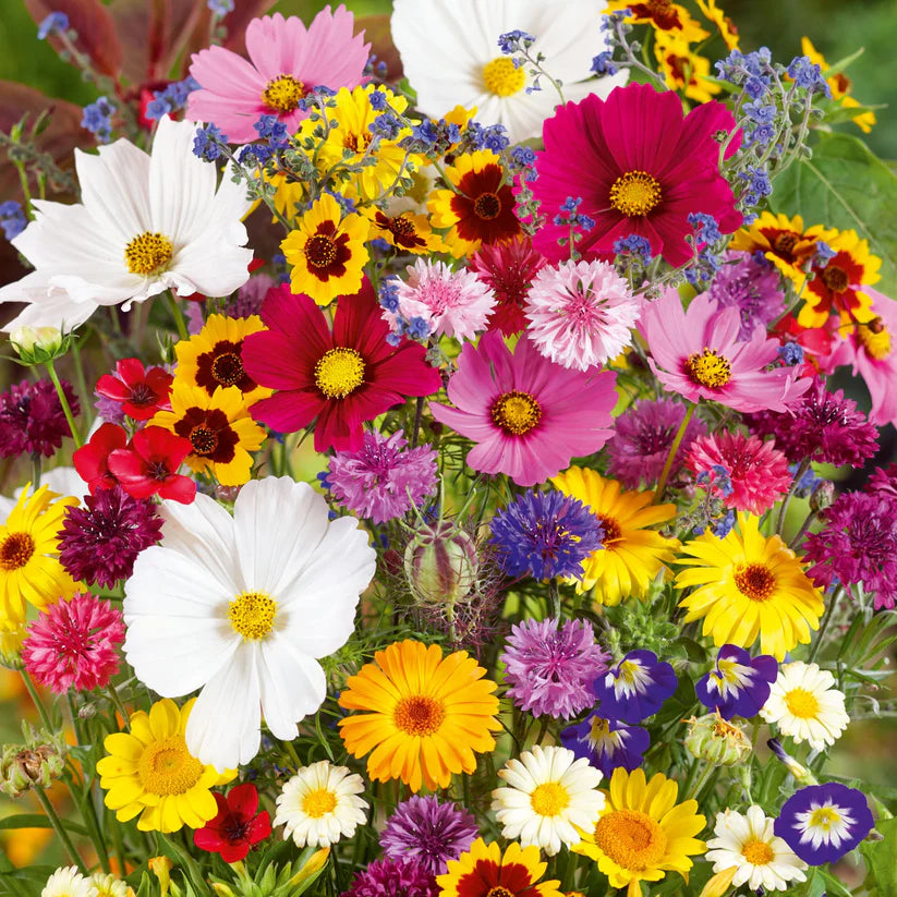 Mixed Perennial Wild Flowers Seeds