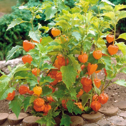 Physalis Peruviana Fruit - Lantern Fruit Seeds