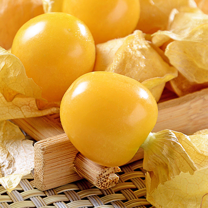 Physalis Peruviana Fruit - Lantern Fruit Seeds