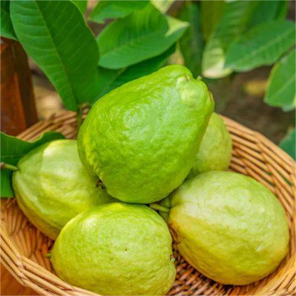 Strawberry Guava Seeds