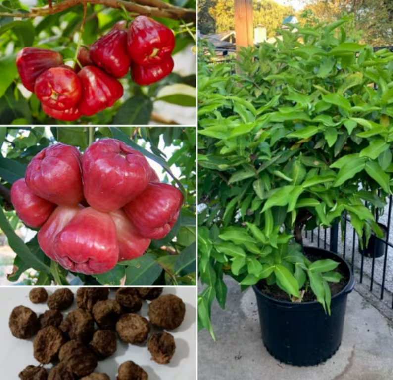 Wax-apple Fruit Seeds 100% Germination Rate
