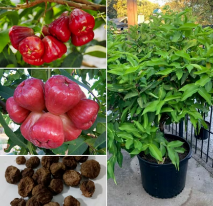 Wax-apple Fruit Seeds 100% Germination Rate