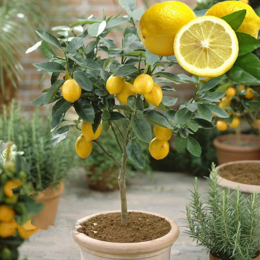 Perfume Lemon Seeds