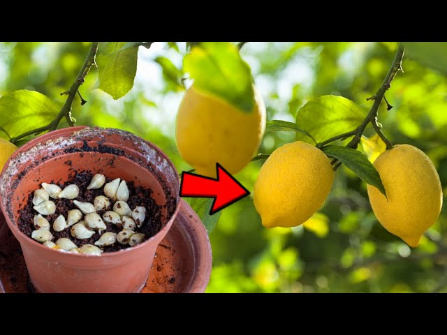 Perfume Lemon Seeds