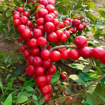 Ruby Calcium Berry Seeds