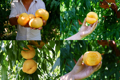 Golden Legend - Golden Peach Seeds
