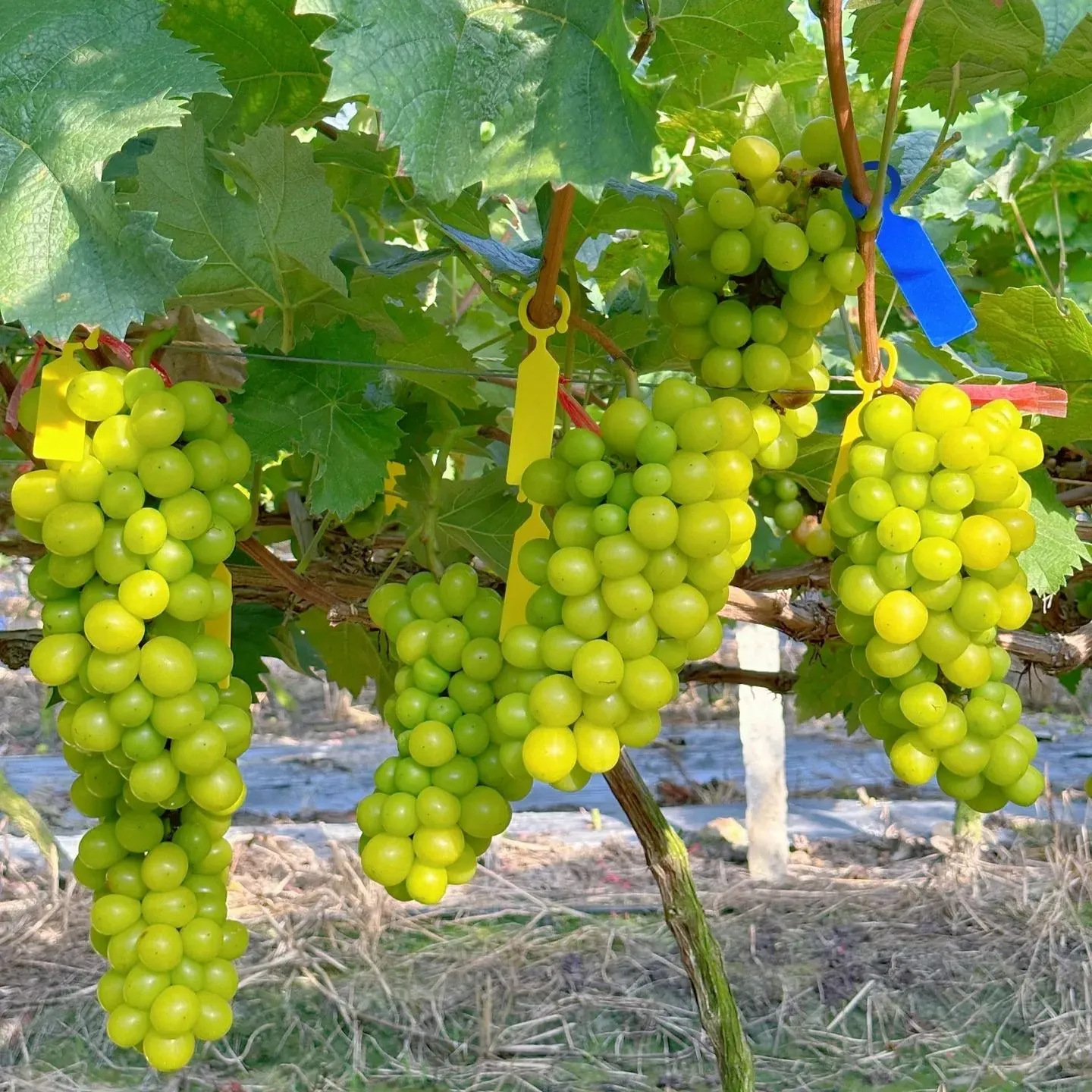 Shine Muscat Tree Seeds-Sunshine Rose Grape