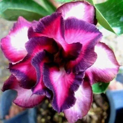 Desert Rose🌹- Multiple Varieties🌈 Heat-Resistant✨