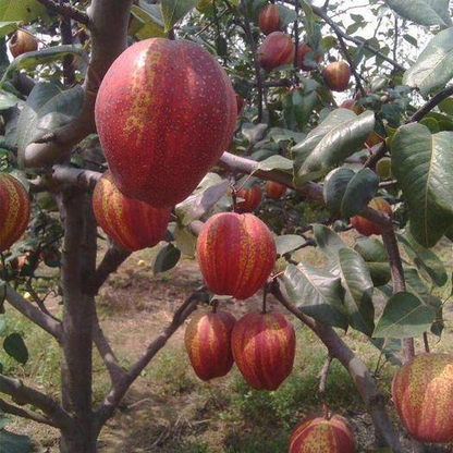 Sweet Rainbow Pear Seeds