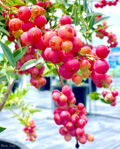 Pink Bliss Blueberry seeds - Double the Sweetness