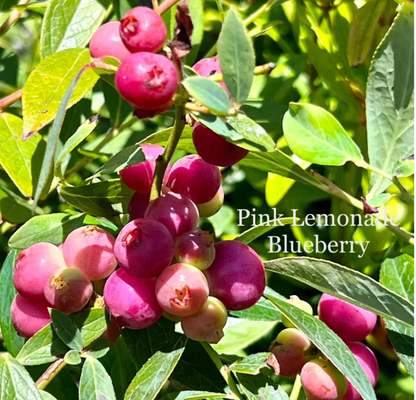 Pink Bliss Blueberry seeds - Double the Sweetness