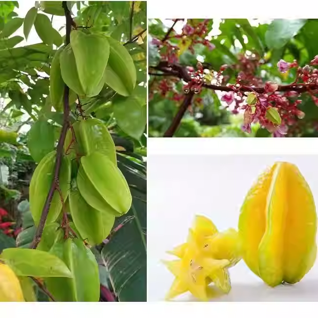Sweet Starfruit Seeds-Four Seasons Potted