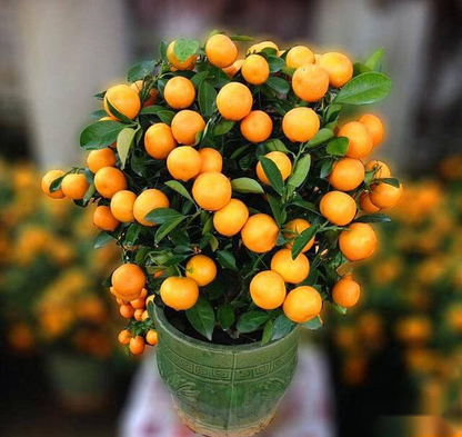 Potted Sugar Tangerine Seeds