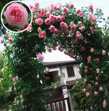 Climbing Rose Seeds🌹