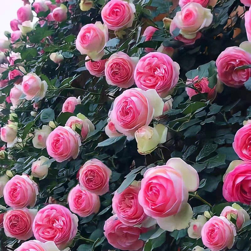 Climbing Rose Seeds🌹
