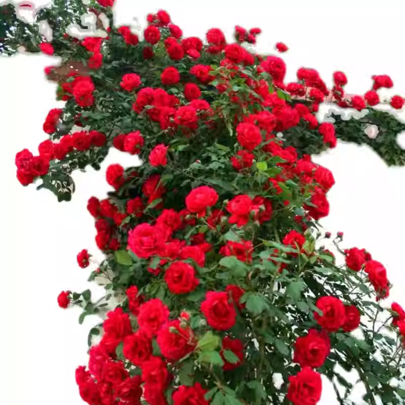Climbing Rose Seeds🌹