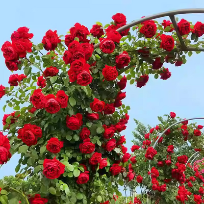 Climbing Rose Seeds🌹