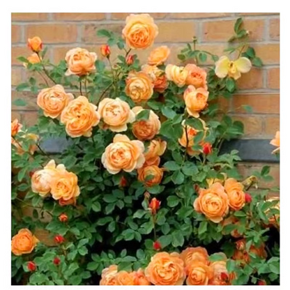 Climbing Rose Seeds🌹