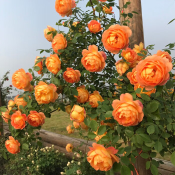 Climbing Rose Seeds🌹