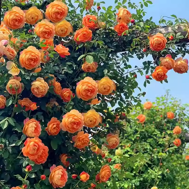 Climbing Rose Seeds🌹