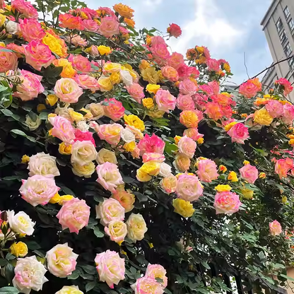 Climbing Rose Seeds🌹