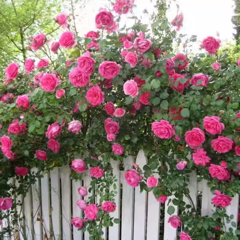 Climbing Rose Seeds🌹