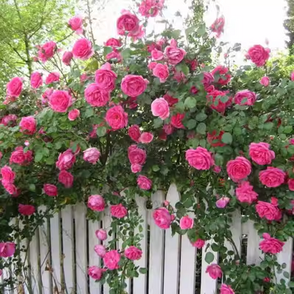 Climbing Rose Seeds🌹