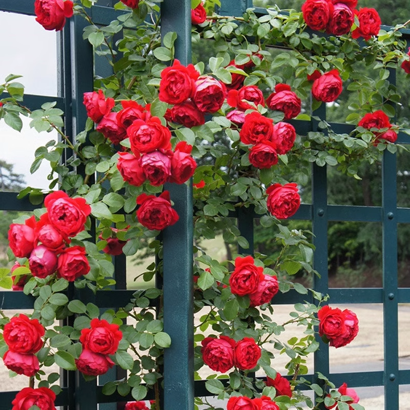 Climbing Rose Seeds🌹