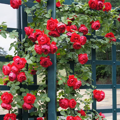 Climbing Rose Seeds🌹