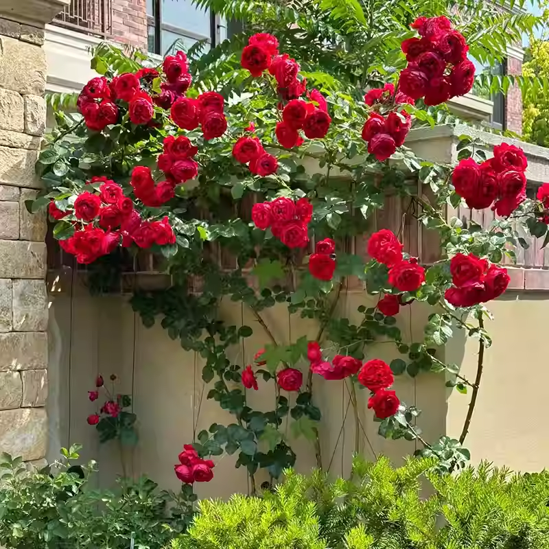 Climbing Rose Seeds🌹