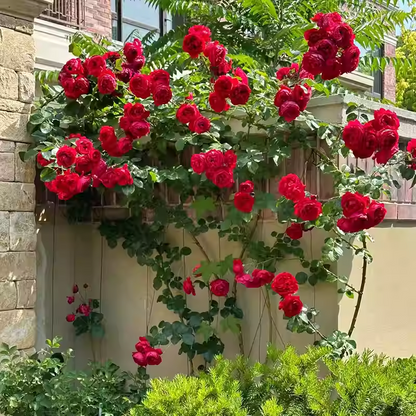Climbing Rose Seeds🌹