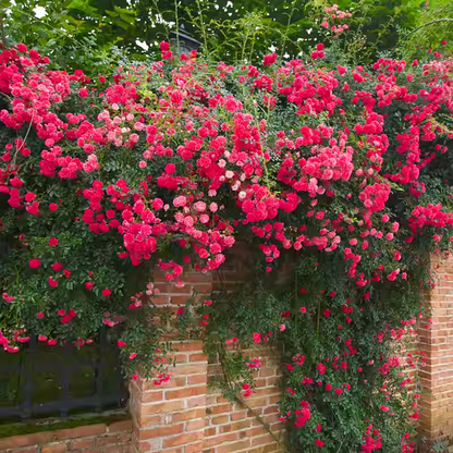 Climbing Rose Seeds🌹
