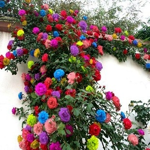 Climbing Rose Seeds🌹