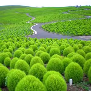 ⭕Colorful Kochia Seeds